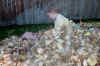 B-Man_&_Daddy_in_fall_leaves_01-3.jpg (405219 bytes)