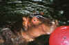 CMZ Hippo.JPG (31521 bytes)